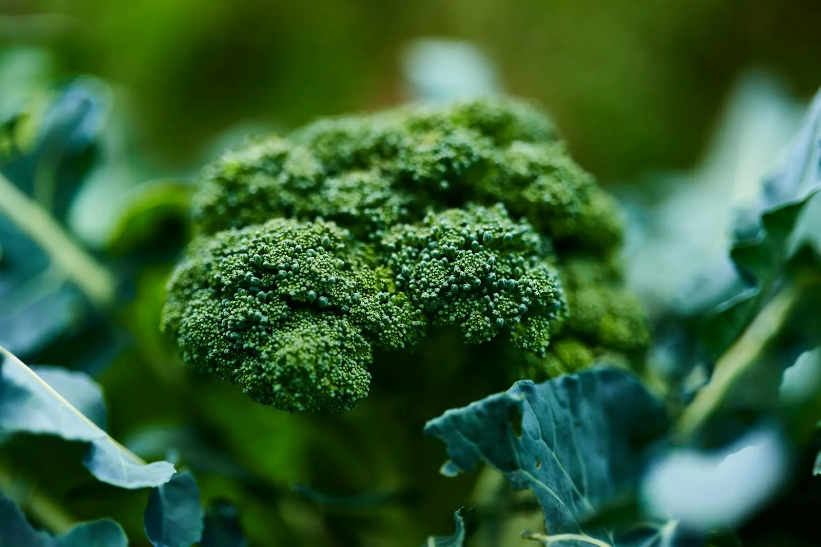 Bhaji — Leafy Greens