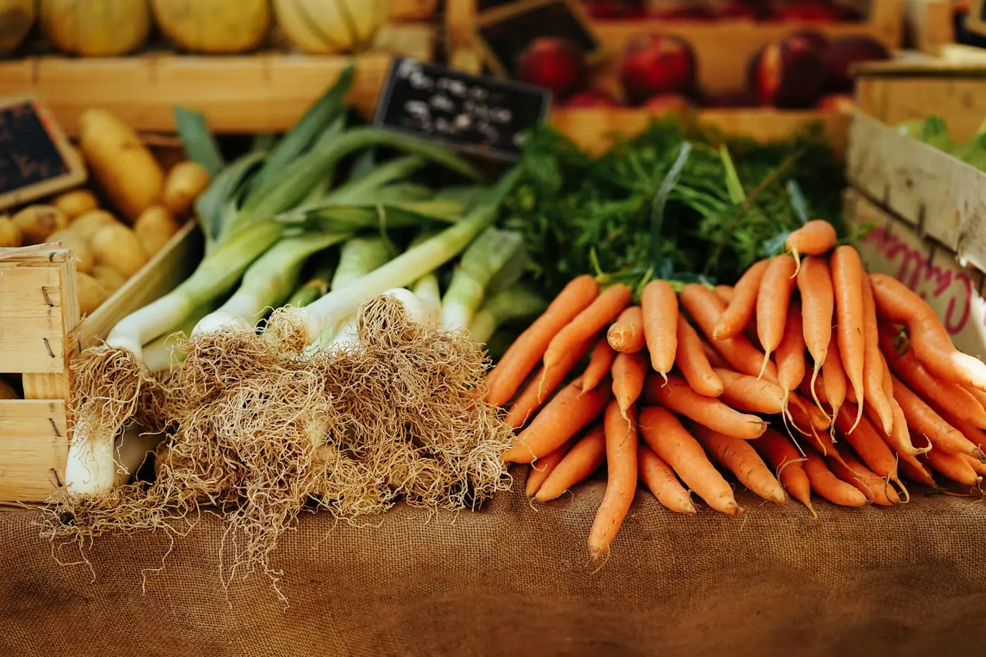 Bunches of freshly pulled carrots