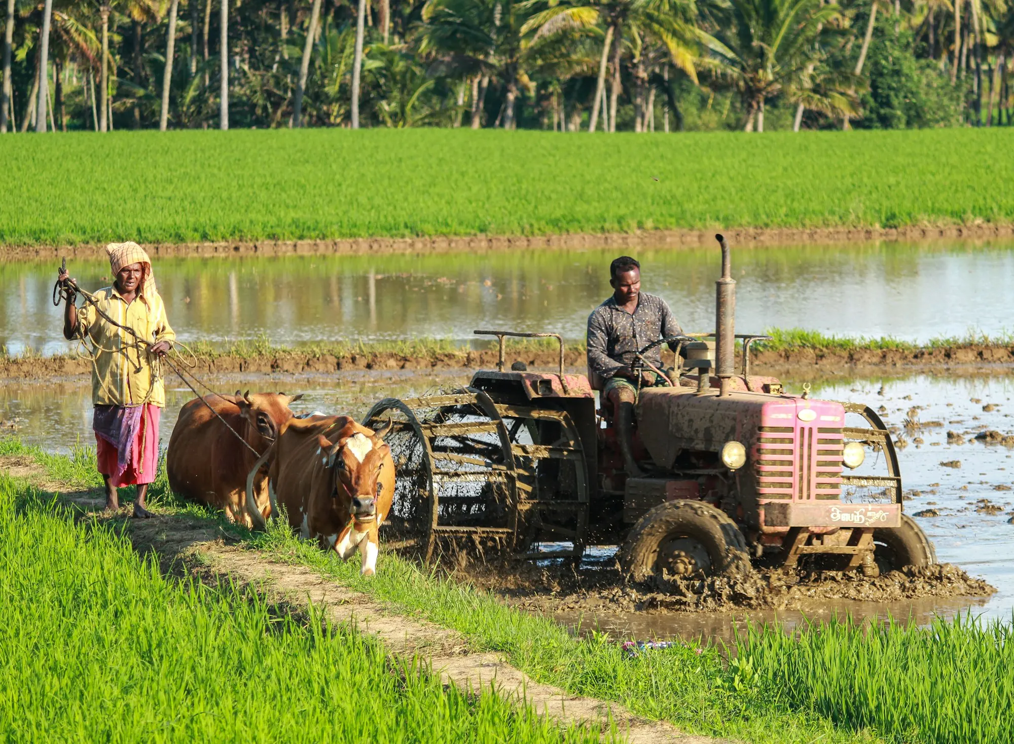 A farmer working a field with bullocks in rural Gujarat