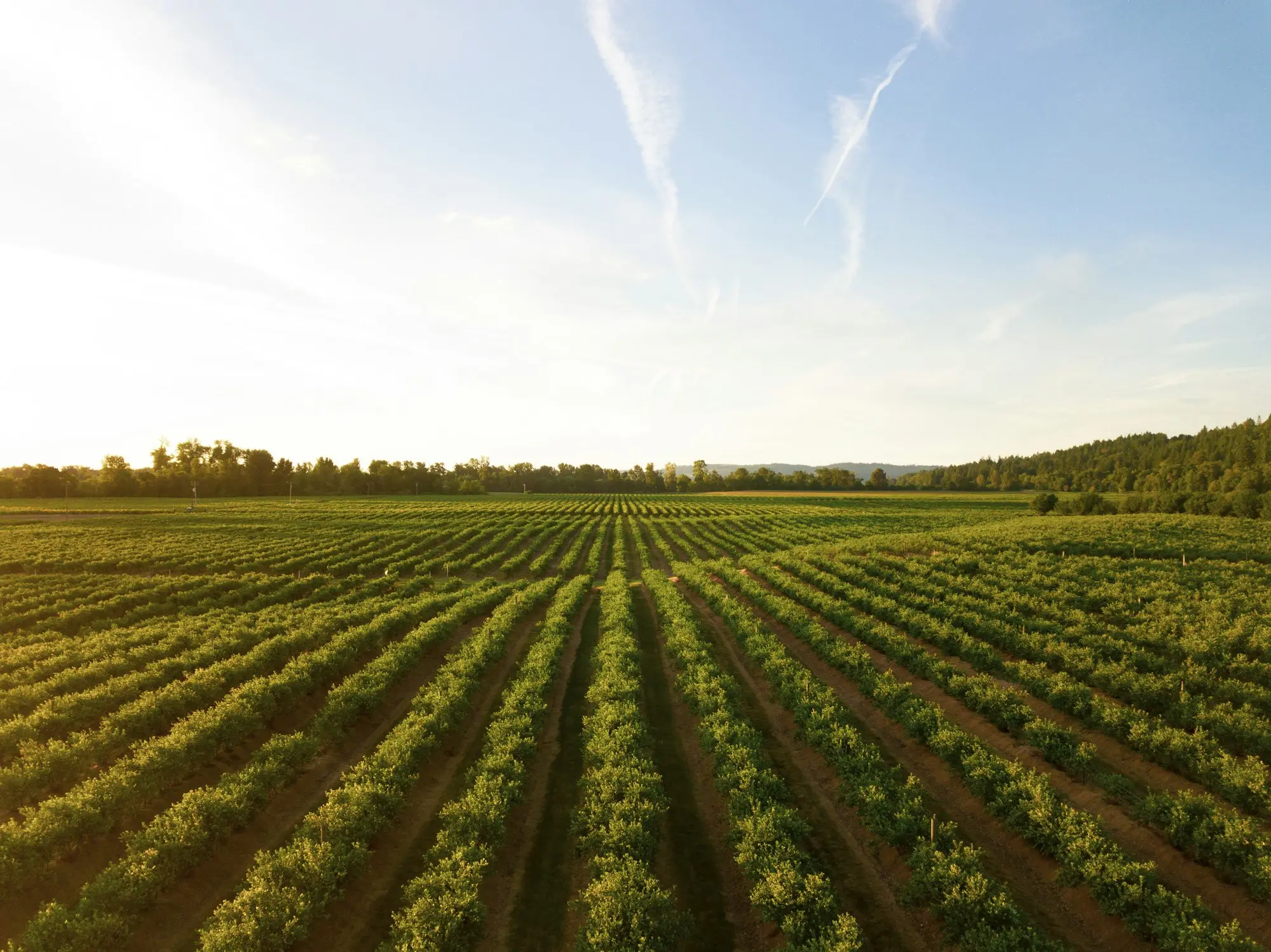 Rows of vegetables growing in an open field
