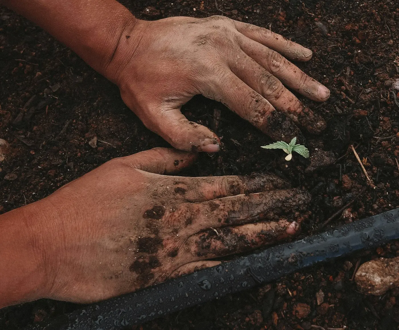 Hands planting a seedling in dark soil
