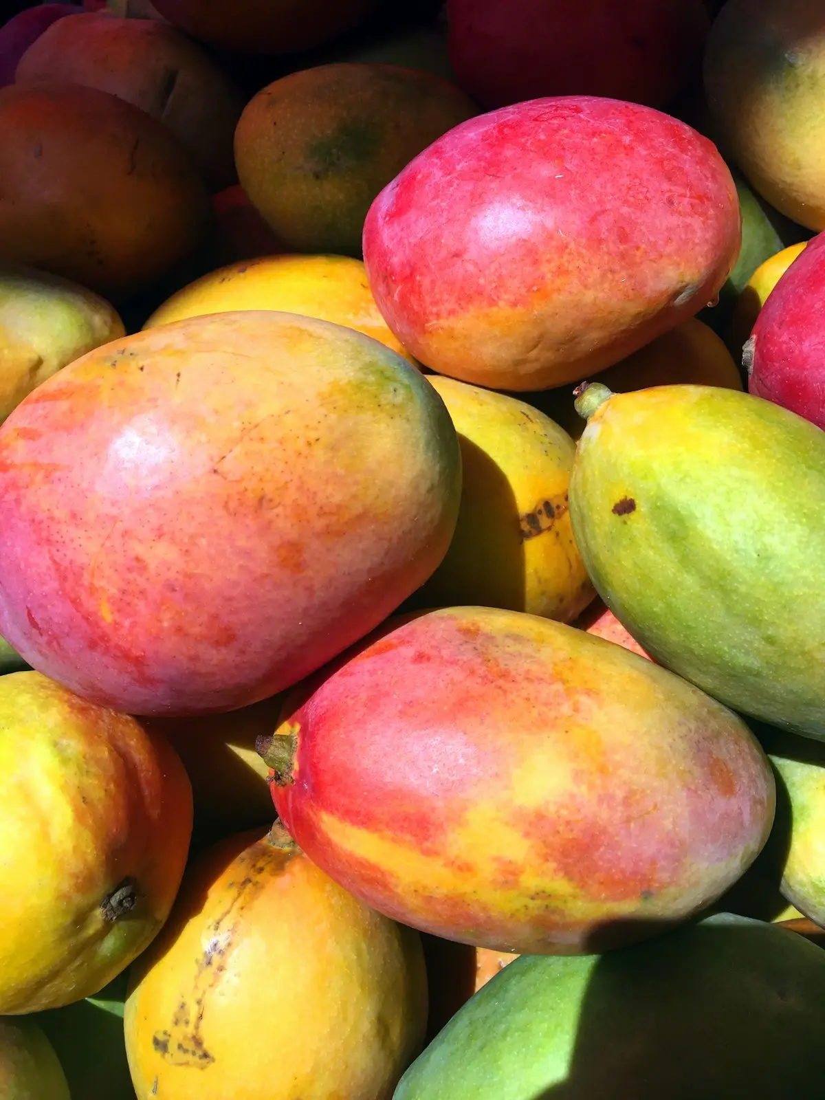 Ripe seasonal mangoes stacked together