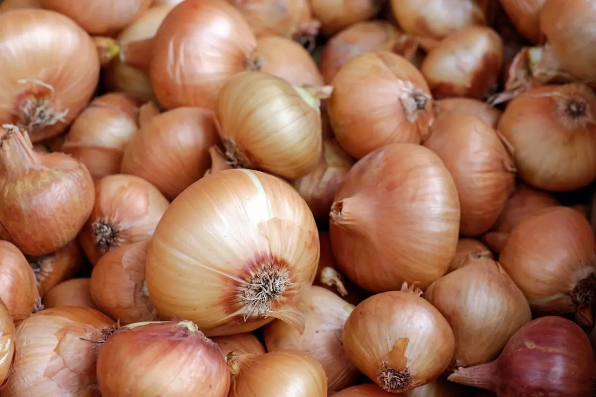 A heap of freshly harvested onions