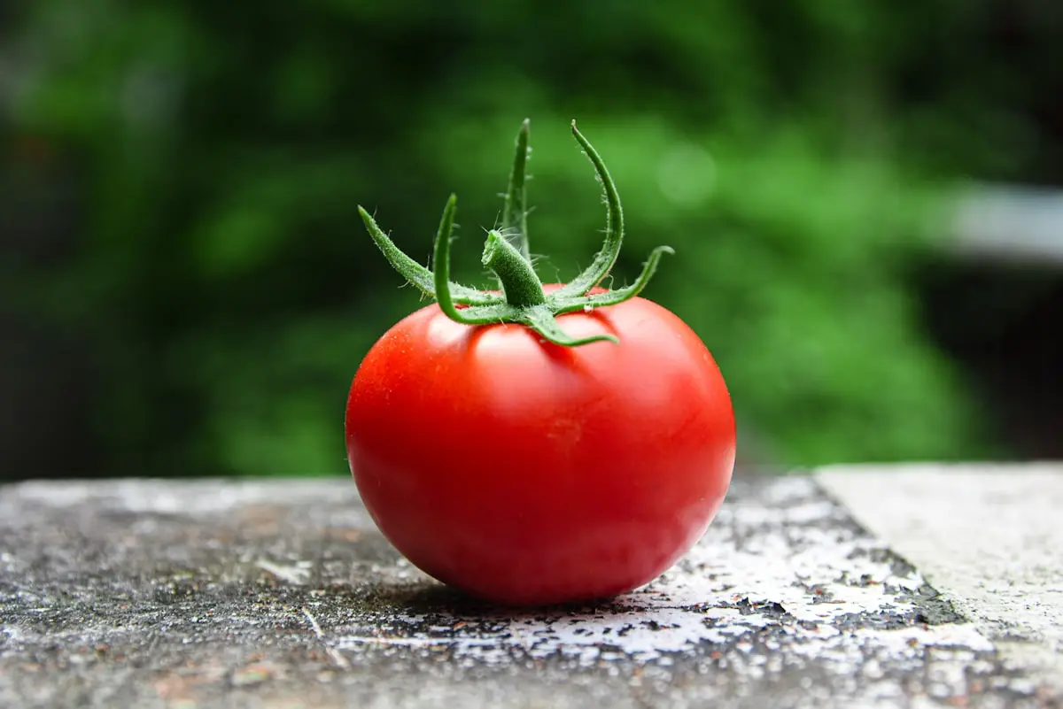 A single ripe tomato still on the vine